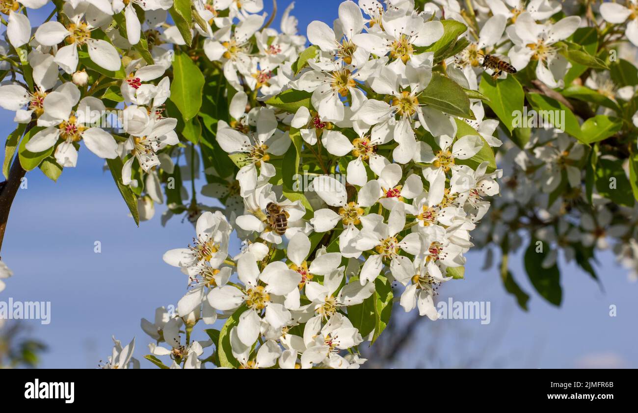 Pear flowers with bee. Spring flowering of fruit trees, pollination of fruits by insects. Stock Photo