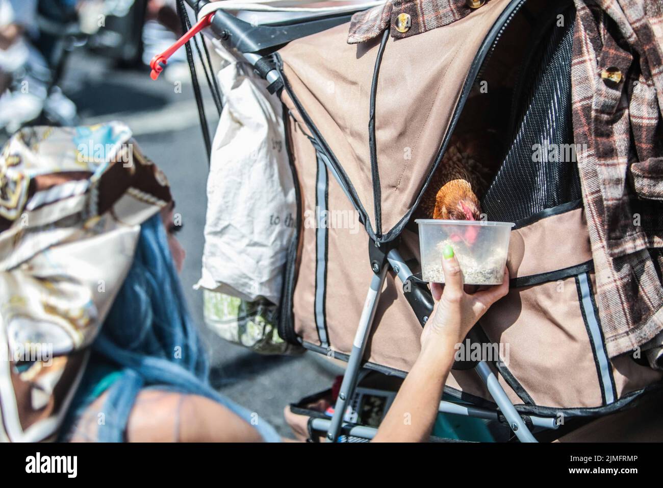 London UK 06.Aug 2022 A. chicken been pushed in a push chair is giving food and water by a woman who took part n todays rally Rights for Animals in Central London  Paul Quezada-Neiman/Alamy Live News Stock Photo