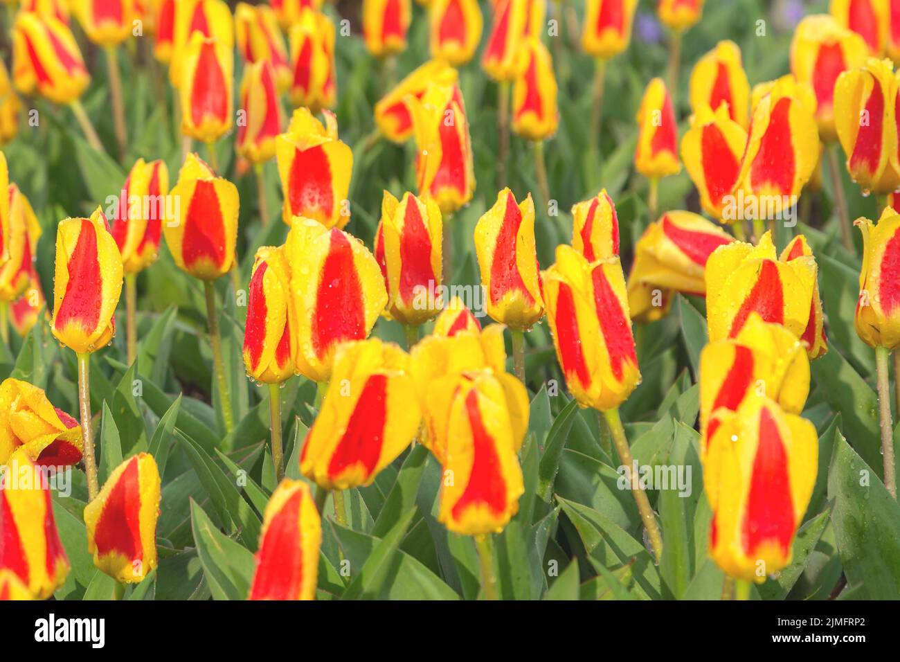 Red flower bed hi-res stock photography and images - Alamy