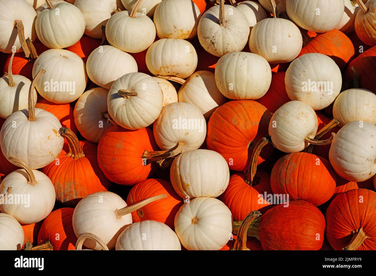 White, green and orange gourds and pumpkins in the fall Stock Photo
