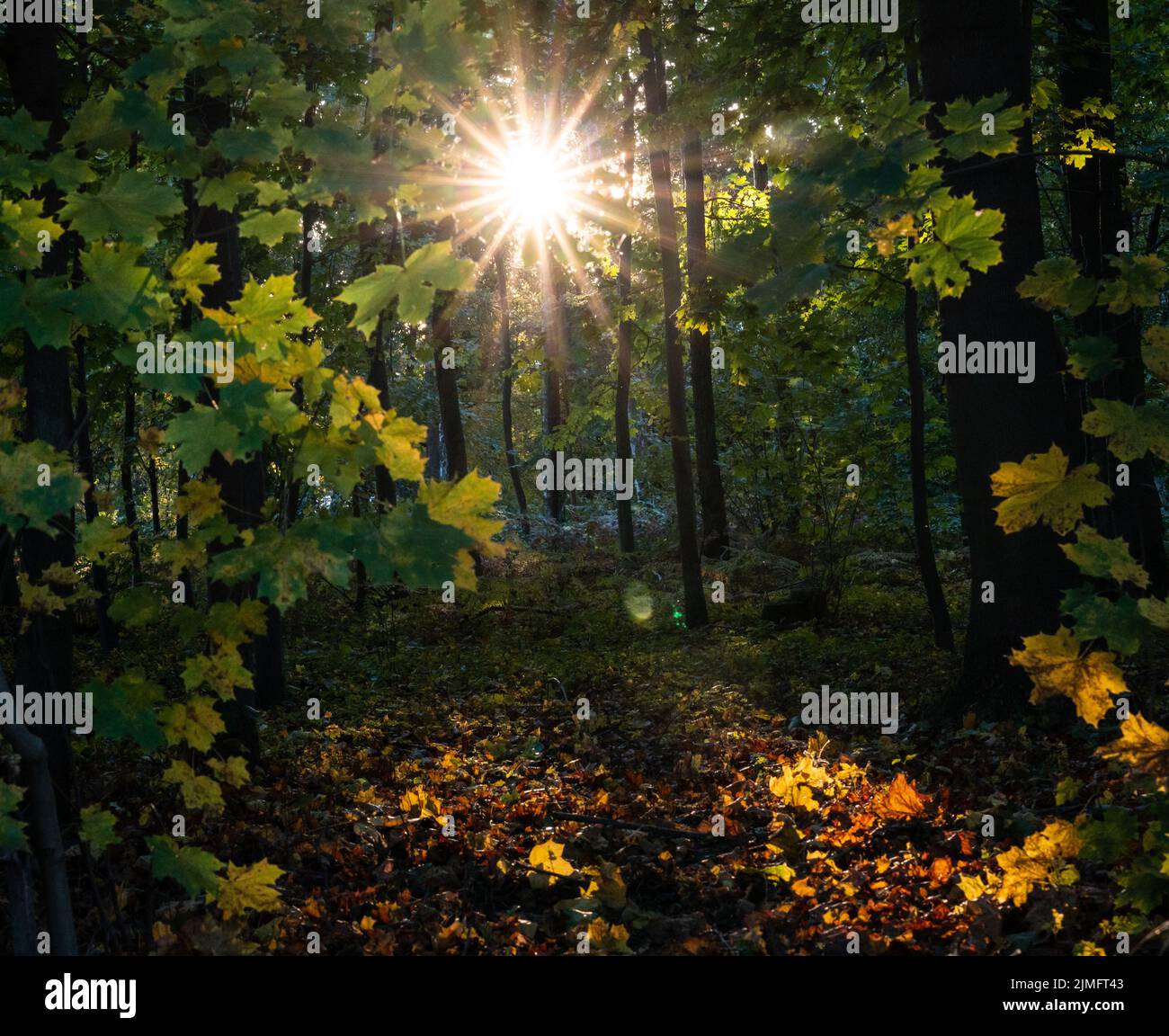 A sunny autumn day on the six lake plateau in Duisburg Stock Photo