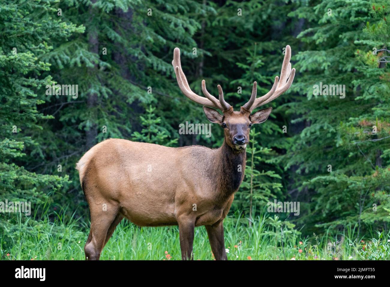 Large bull elk stands in a forest with wildflowers in Jasper National