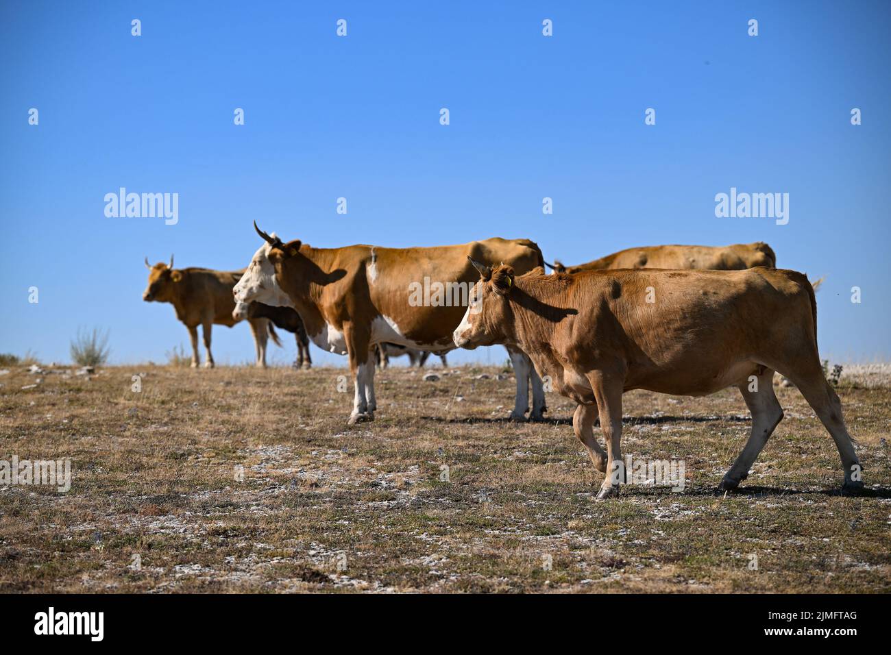 Cows grazing by the road near Vrlika, Croatia on 6th August 2022.  Photo: Davor Puklavec/PIXSELL Stock Photo