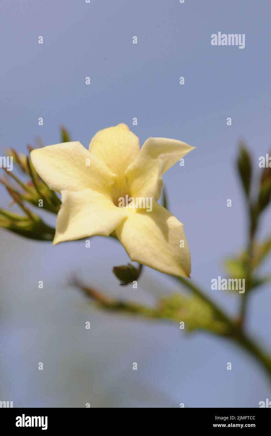 Jasmine Clotted Cream. Devon Cream. Pale yellow heavily scented small star shaped flowers. Climbing plant. Summer flowering. Vigorous climber. Stock Photo