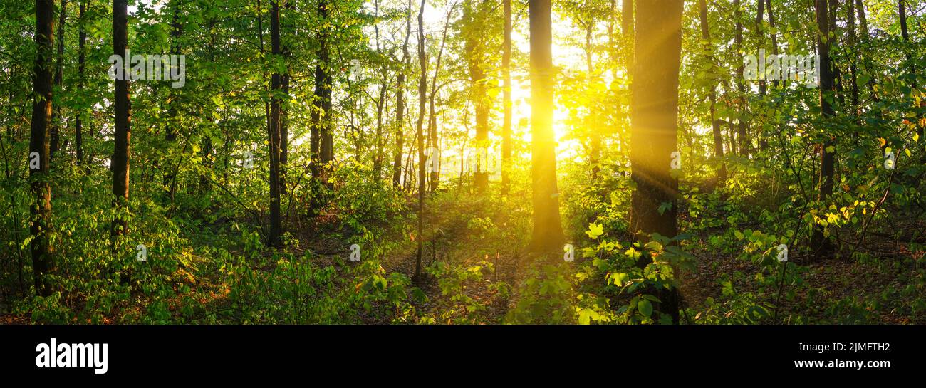 Forest panorama with the sun. Shine of the sun among the green forest. Stock Photo