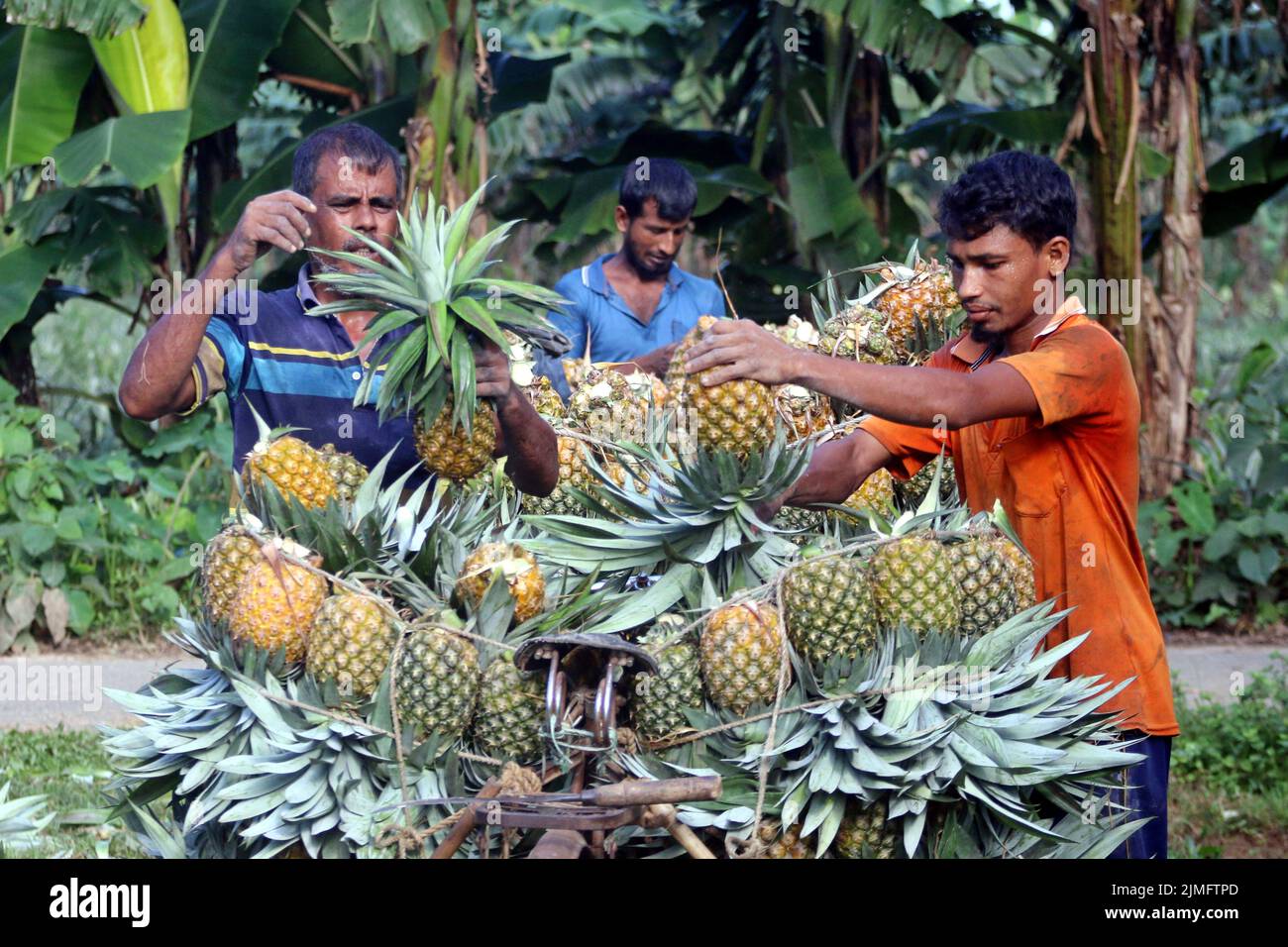 Farmers harvest pineapples at a farm And Farmers push bicycles that