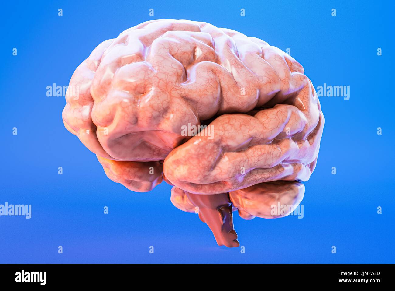 Human Brain Anatomy 3D Illustration Stock Photo - Alamy