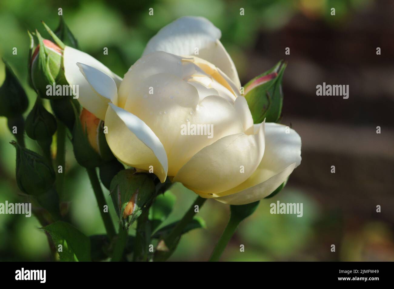 Perdita Apricot Cream English Rose David Austin Stock Photo