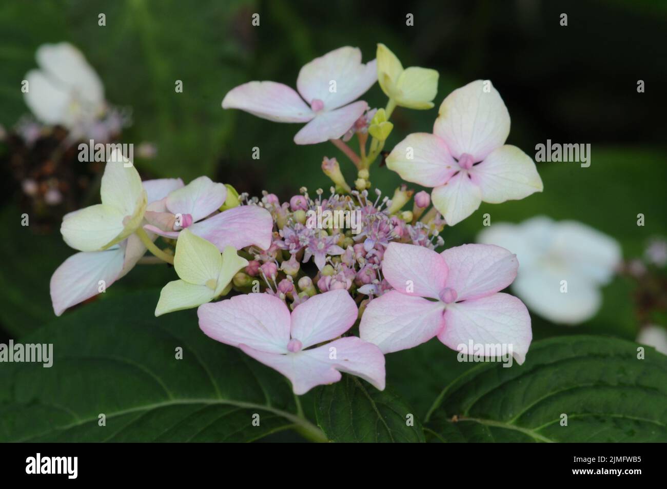 Hydrangea Macrophilla White Wave. Flattened lacecap flower heads in white blue and pink colour. Stock Photo