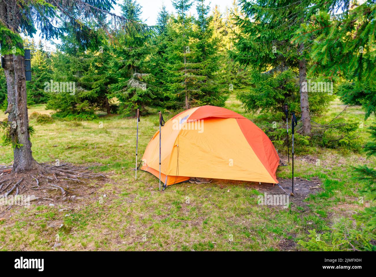 Orange tent camp in green forest Stock Photo