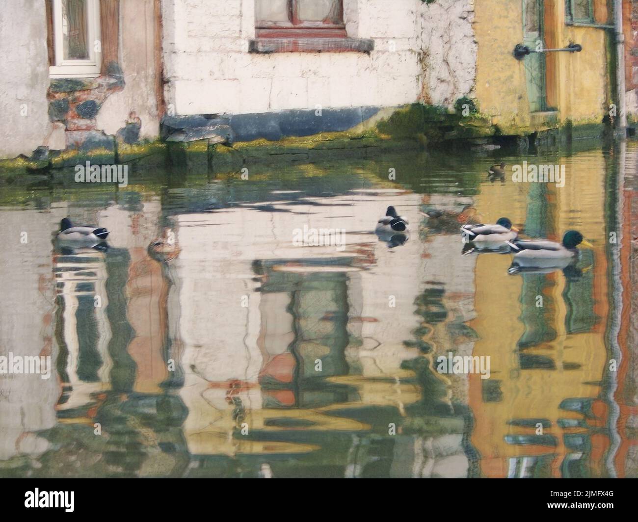 Mallord Ducks swimming in the canals of Bruges, Belgium. With the reflection of the white and yellow buildings. Stock Photo