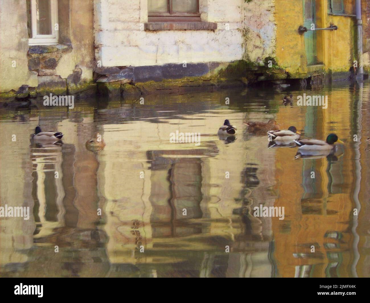 Mallord Ducks swimming in the canals of Bruges, Belgium. With the reflection of the white and yellow buildings. Stock Photo