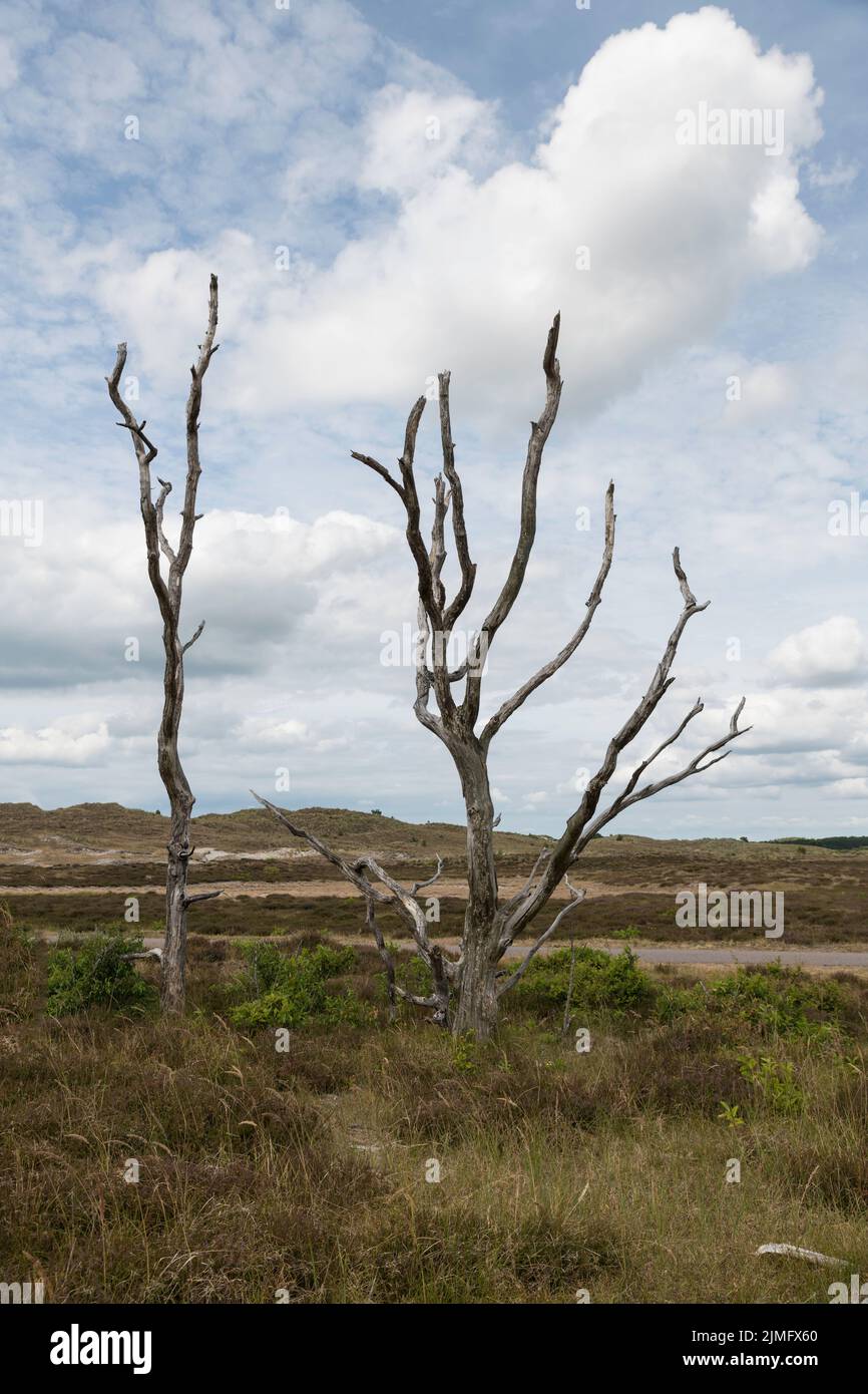 dead trees in the dunes in holland during summer day Stock Photo