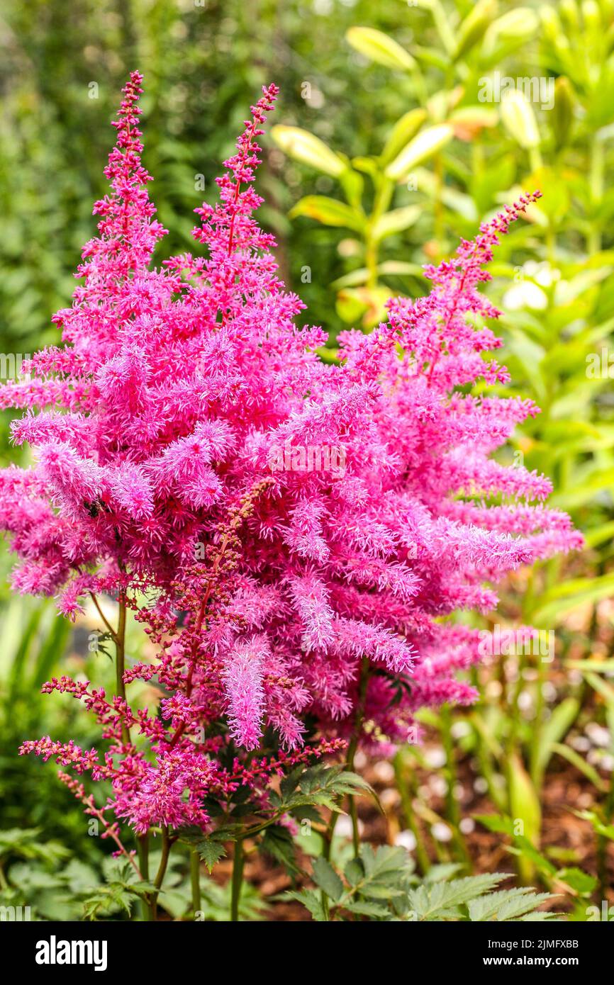A vertical closeup of the false goat's beard, Astilbe arendsii in the garden. Stock Photo