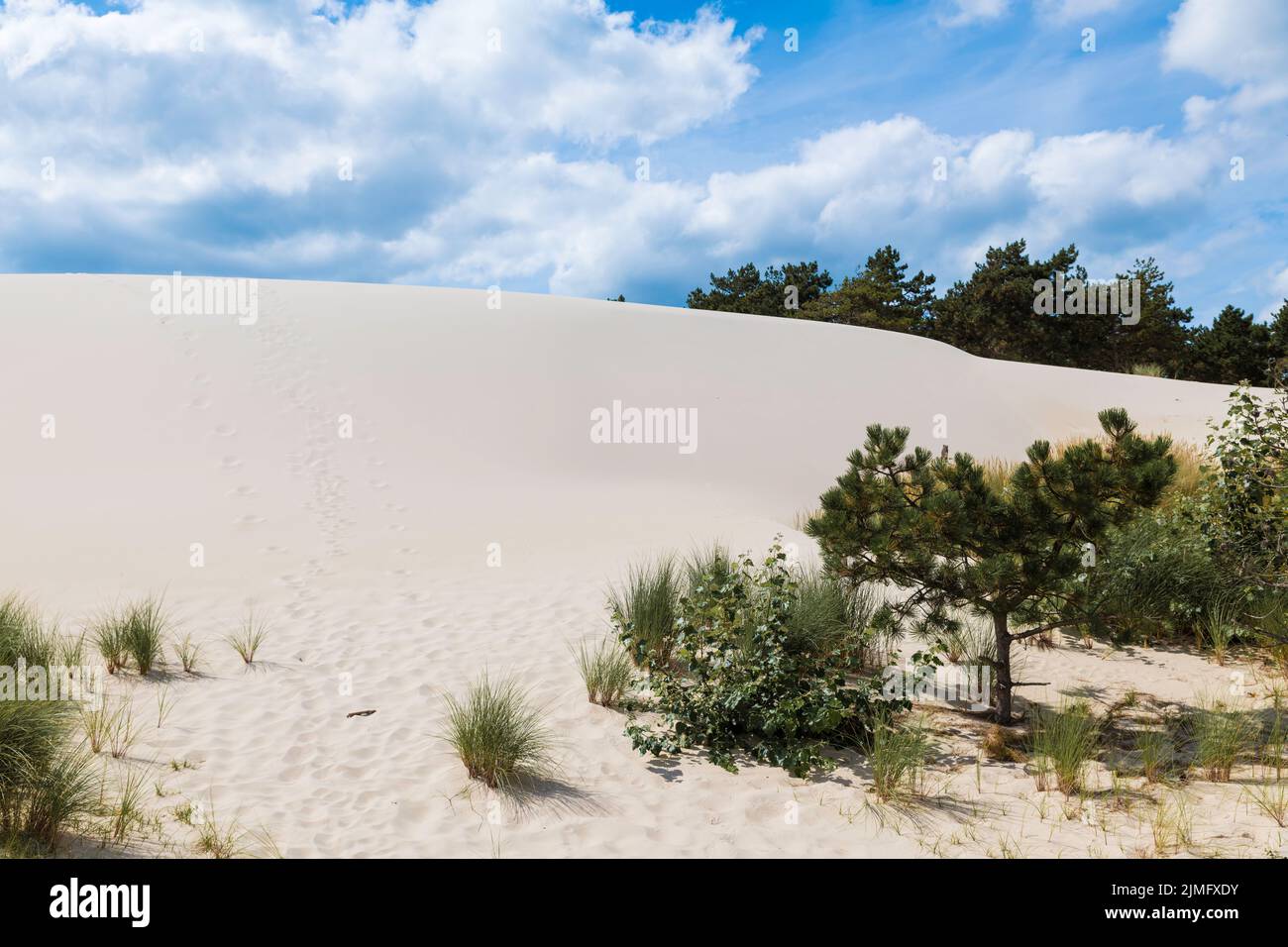 crystal white sand on the schoorl dunes in holland Stock Photo