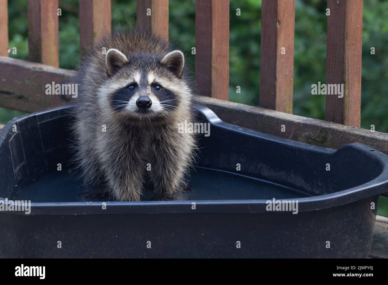 Baby raccoon cooling off in a water trough on a warm evening. Stock Photo