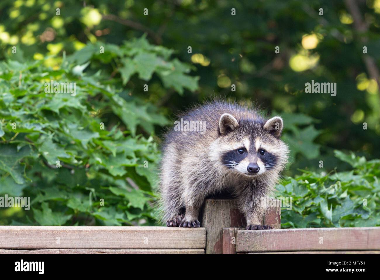 Baby raccoon climbing over wooden deck railing. Stock Photo