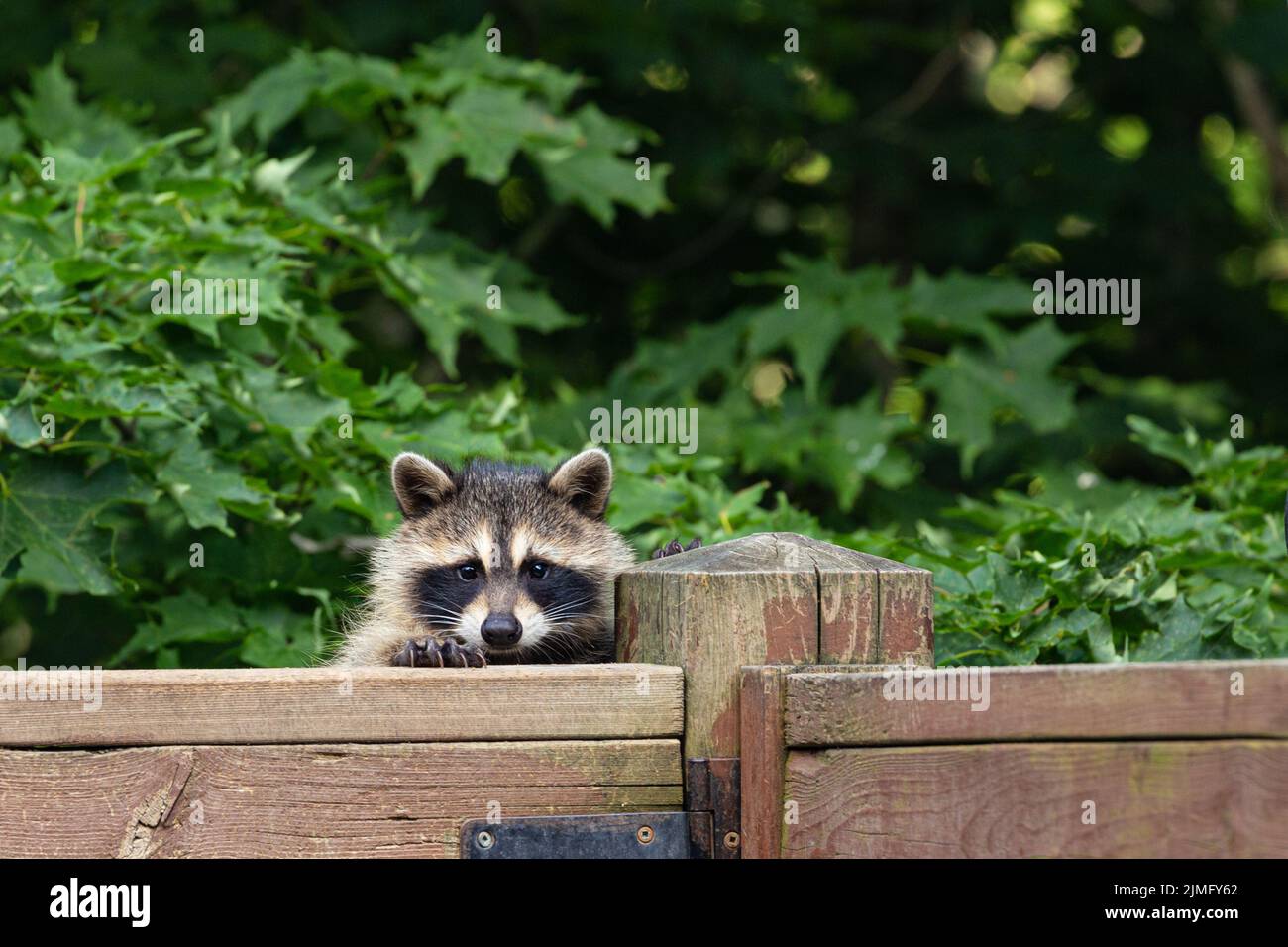 Baby raccoon peeking over a wooden deck railing. Stock Photo