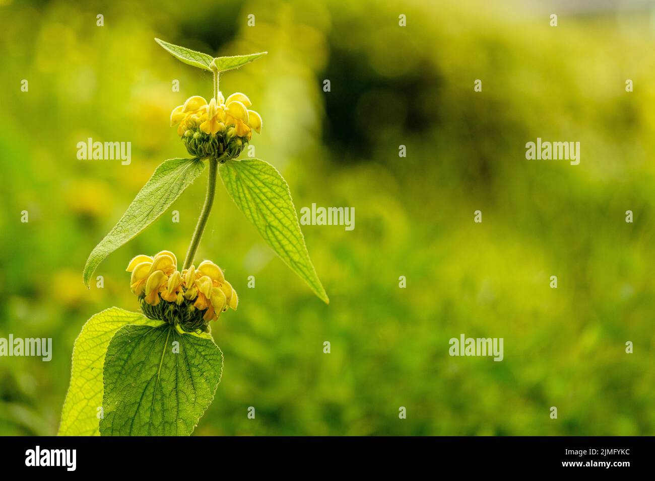 A closeup shot of a Phlomis russeliana with blurred greenery in the background. Stock Photo