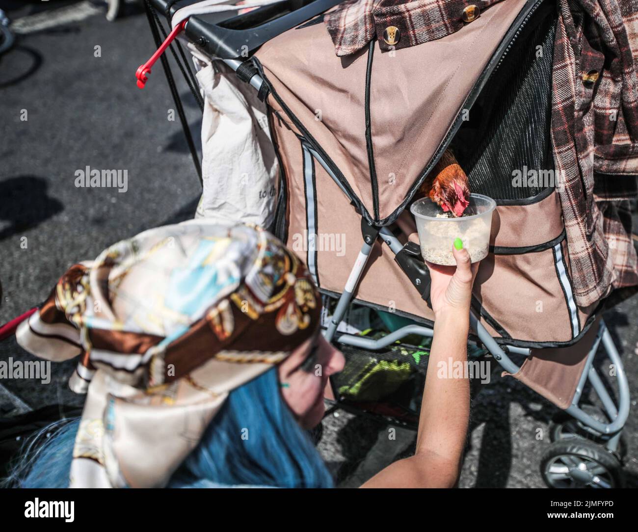 London UK 06.Aug 2022 A. chicken been pushed in a push chair is giving food and water by a woman who took part in todays rally Rights for Animals in Central London  Paul Quezada-Neiman/Alamy Live News Stock Photo