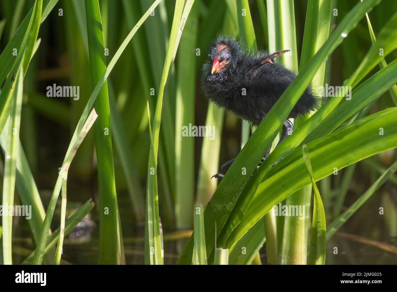 Moorhen chick first time investgating climbing Stock Photo
