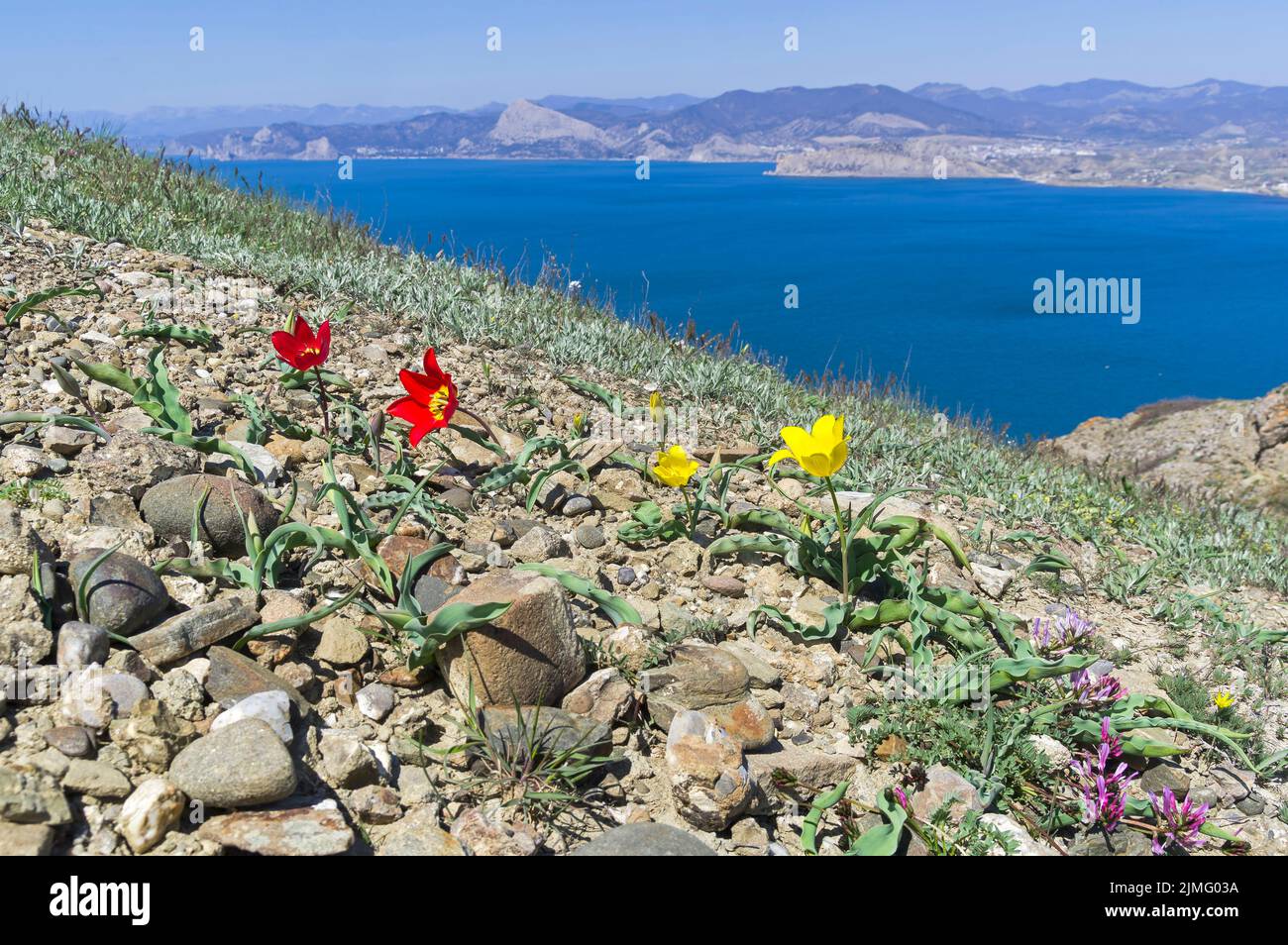 Schrenck's tulip on a rocky clay mountain slope. Crimea. Stock Photo