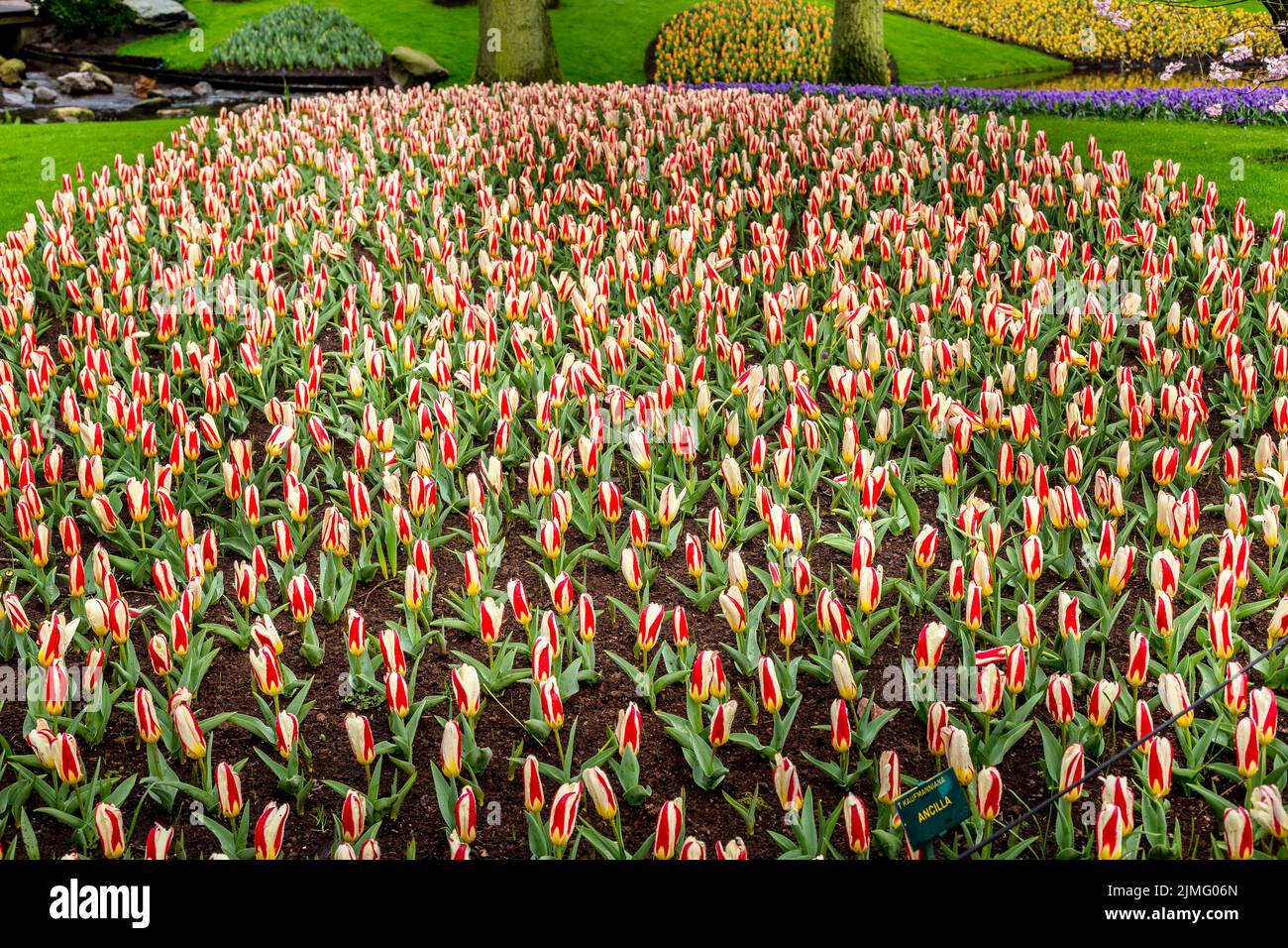 Red and white tulips in Keukenhof, Netherlands Stock Photo - Alamy