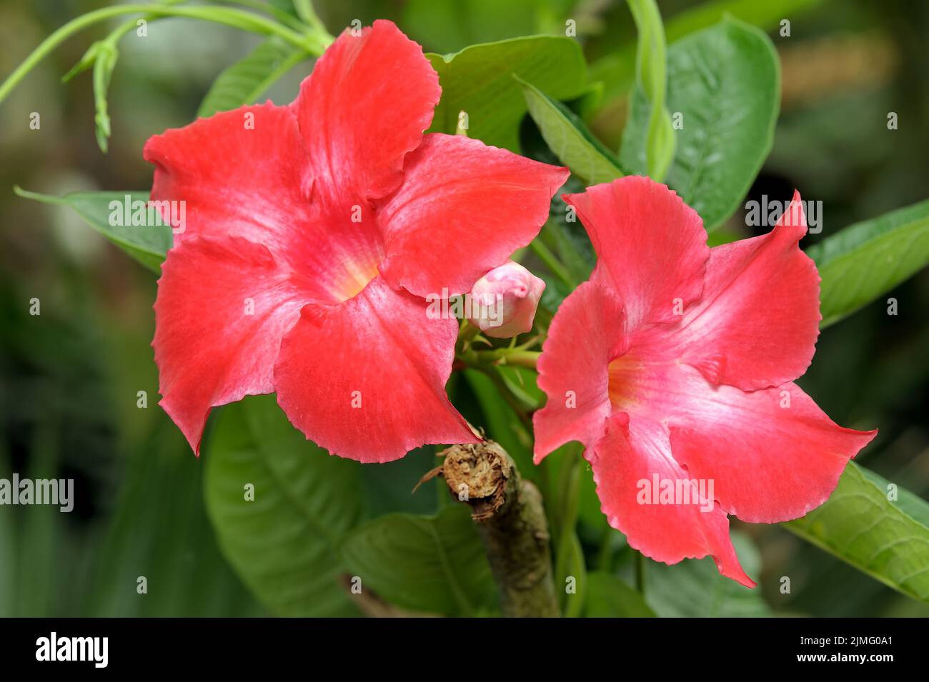 Tropical plant Dipladeniya Stock Photo