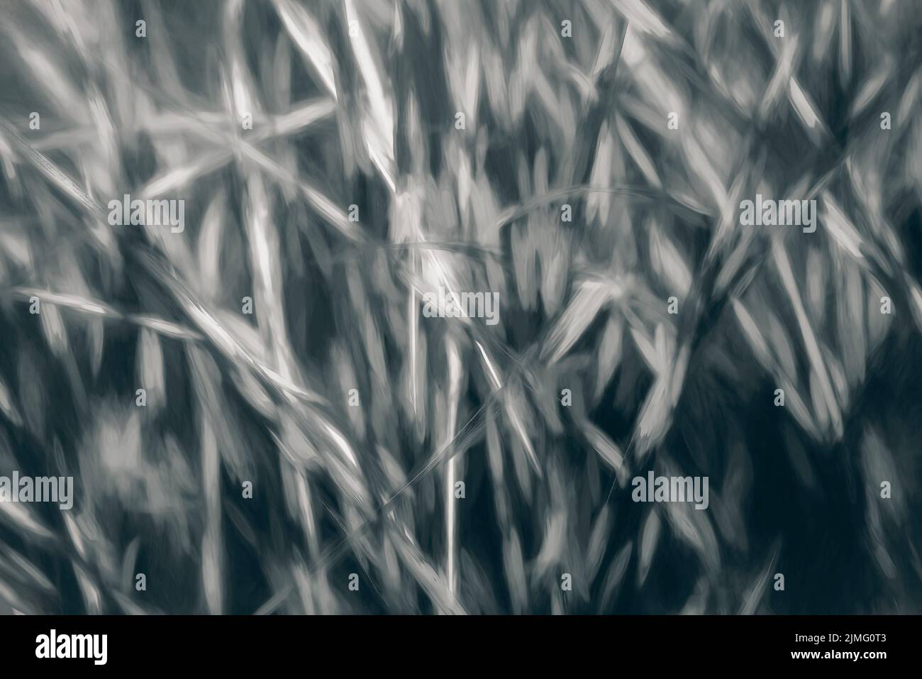 Blades of grass as abstract background Stock Photo