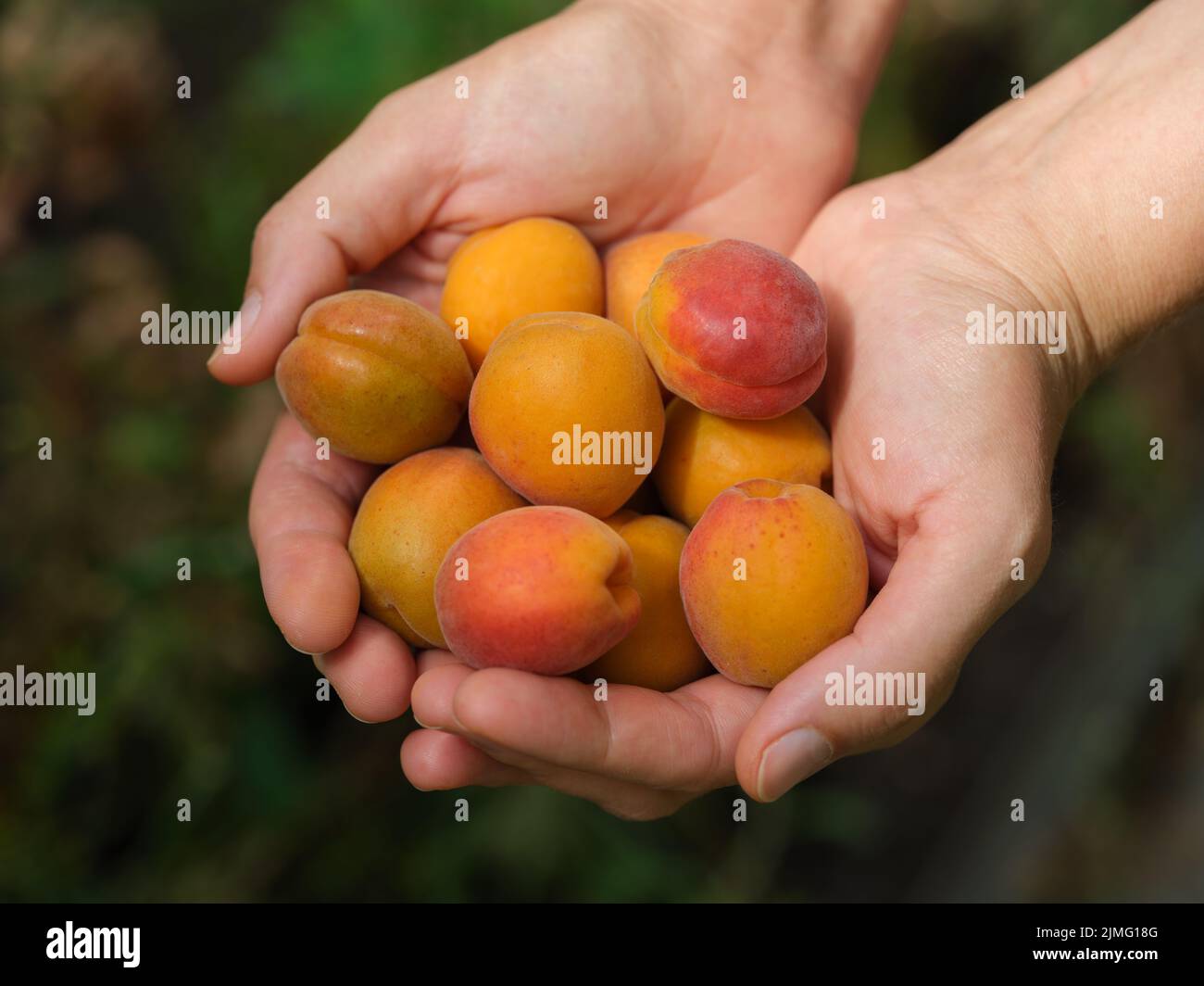 Freshly harvested apricots in hands. Close up. Stock Photo