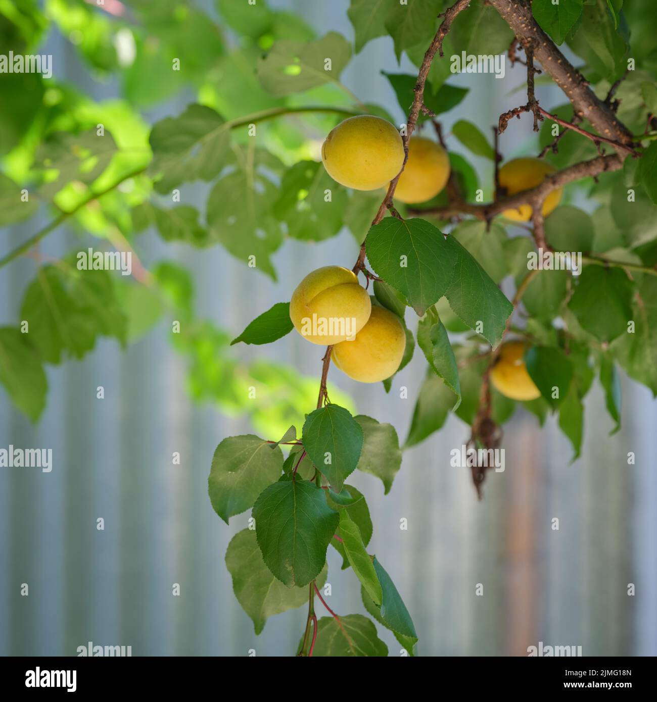 Apricots hanging on an apricot tree branch. Close up. Stock Photo