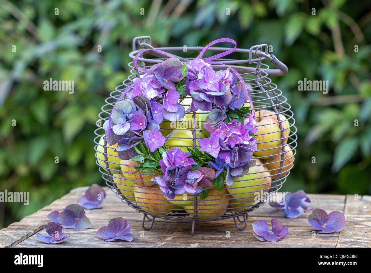 arrangement with wreath of purple hydrangea flowers and box tree and basket with apples Stock Photo