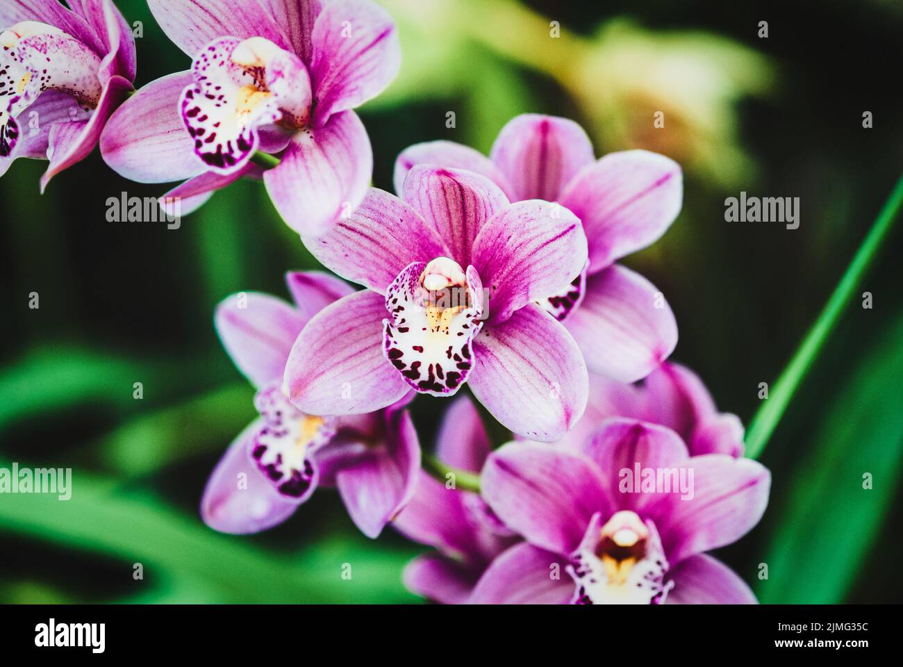 Boat orchid flower spike with pink flowers, closeup Stock Photo Alamy