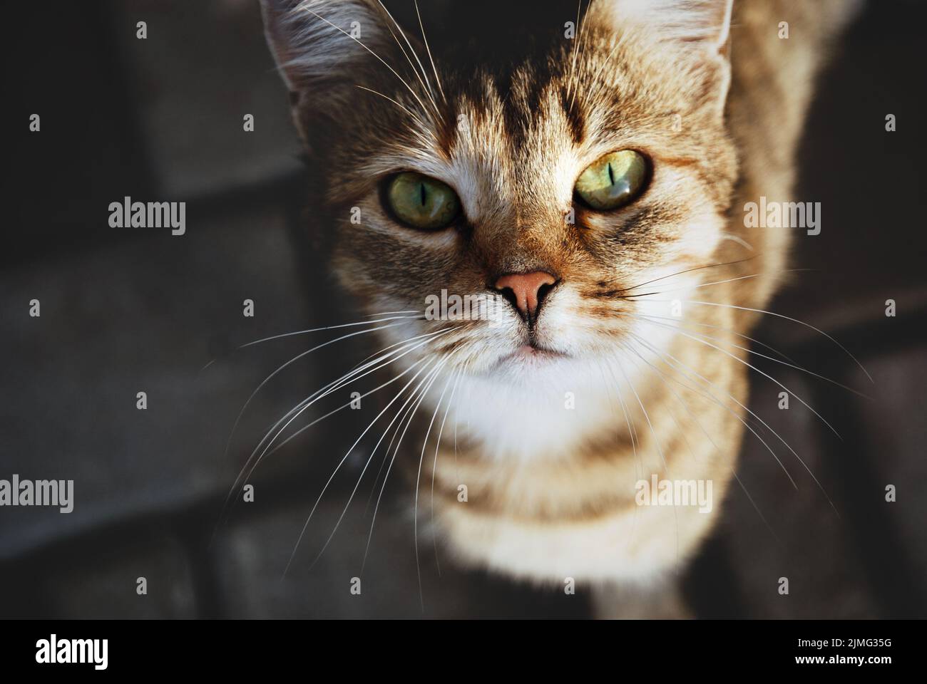 Homeless stray cat looking in your eyes, animal shelter, trust and care concept Stock Photo