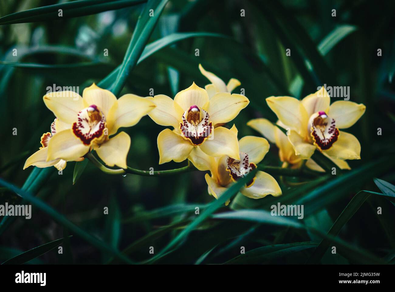 Yellow-orange boat orchid flowers (Cymbidium devonianum) in orchid garden Stock Photo