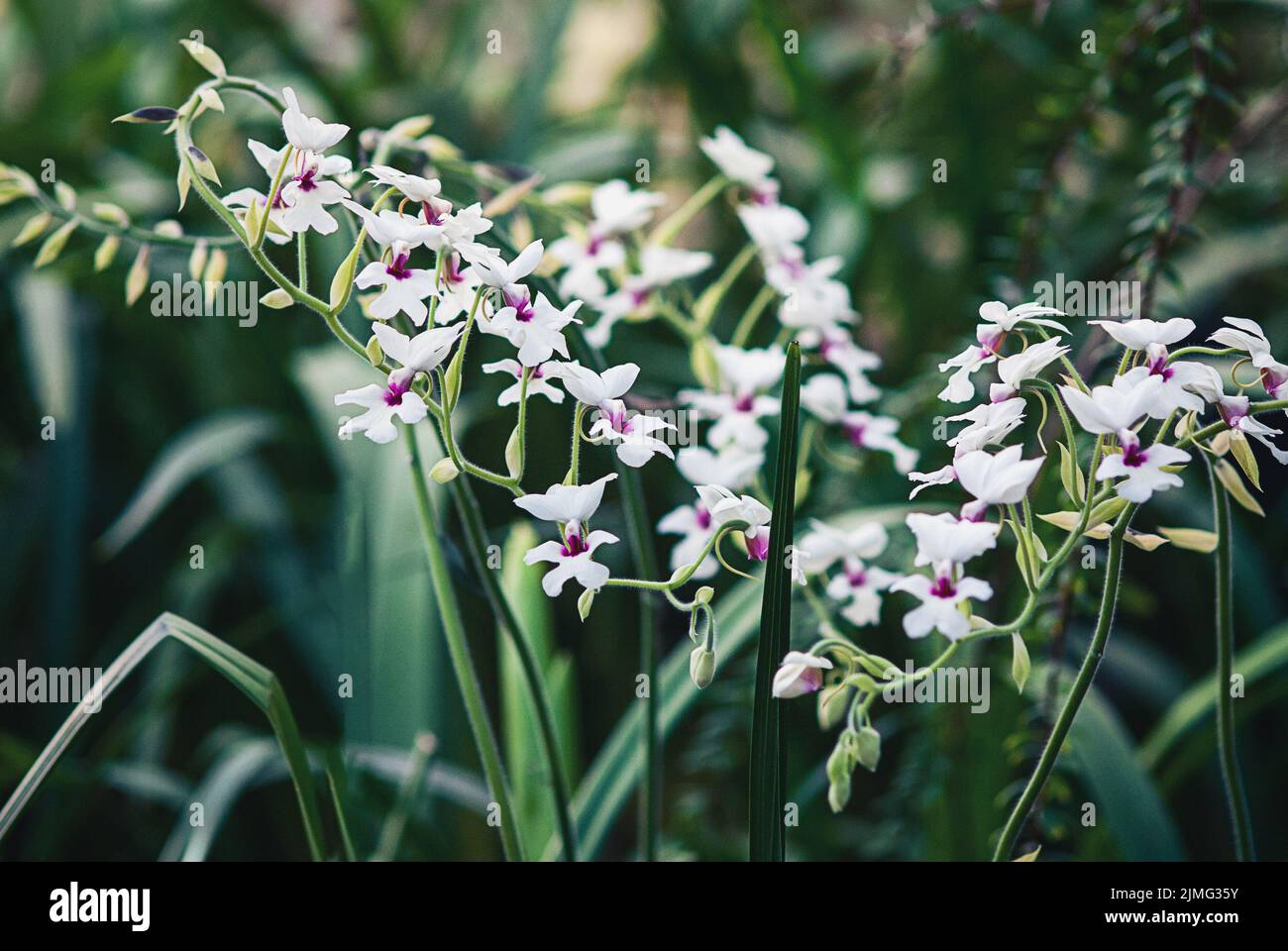 Calanthe vestita orchid flowering in botanical garden Stock Photo
