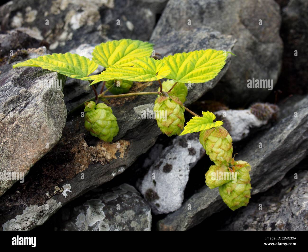 Close up of bright green hop fruits growing against a stone wall Stock Photo