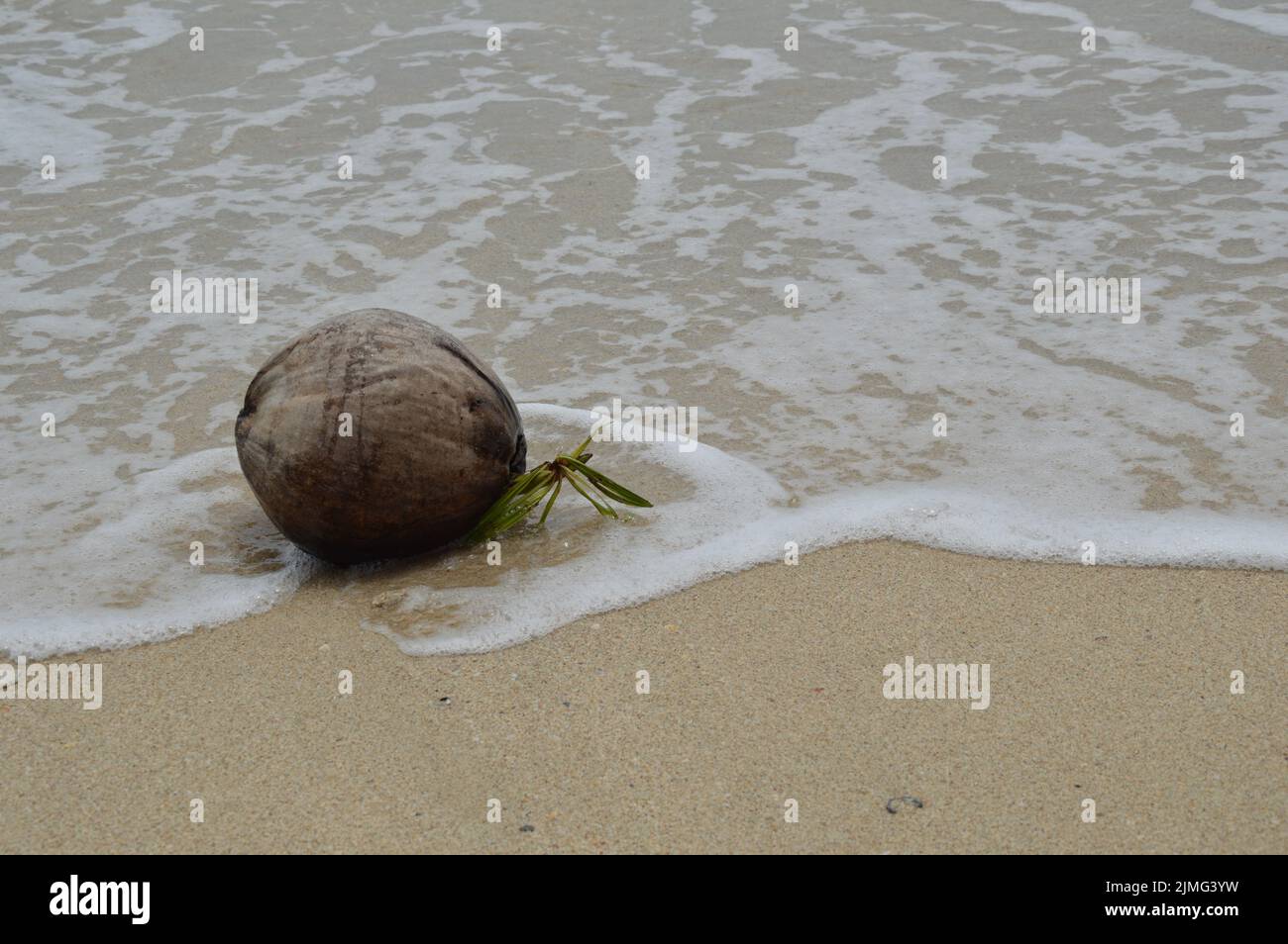Coconut on sea shore Stock Photo Alamy