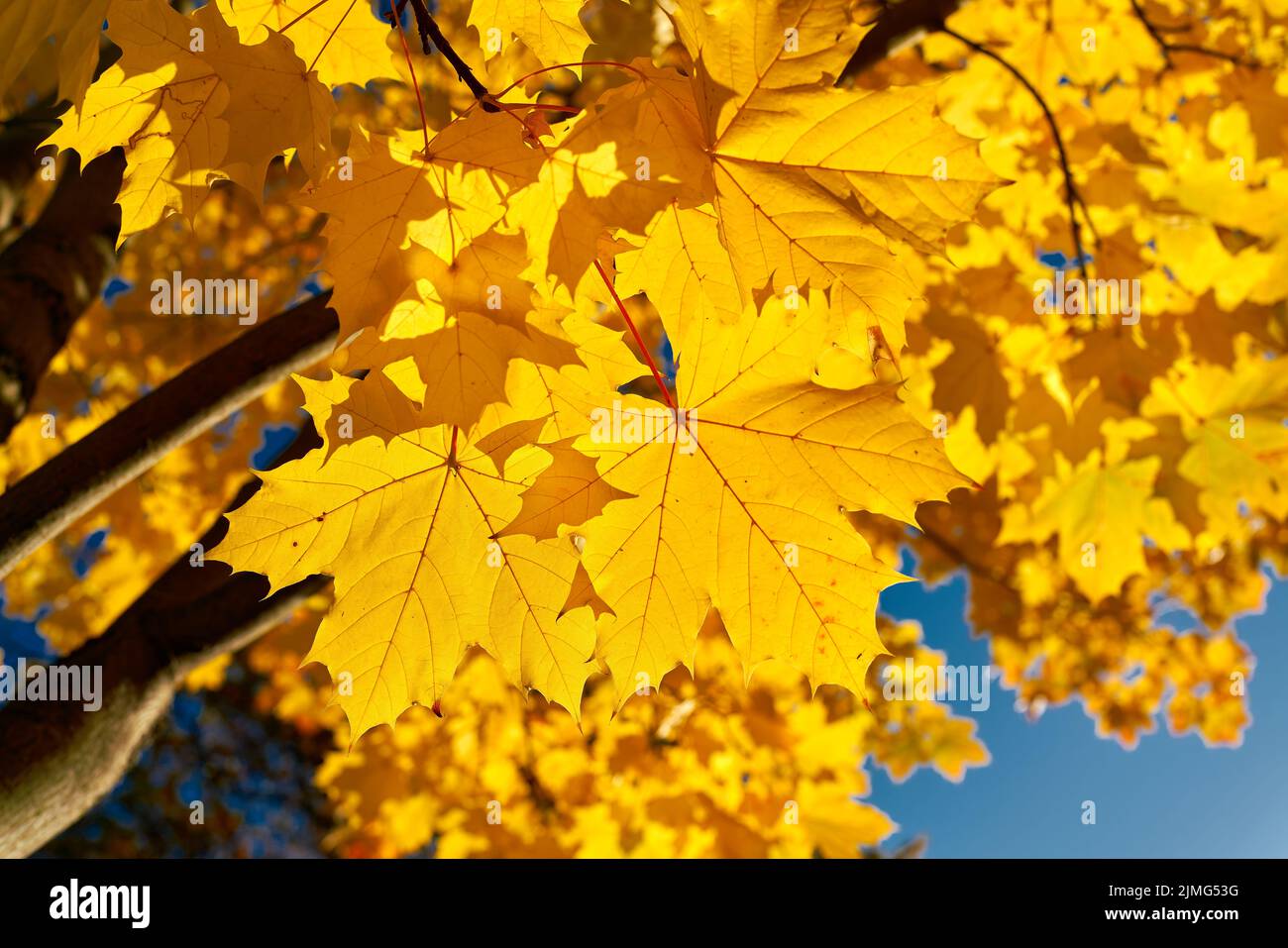 Leaves of a Norway maple (Acer platanoides) with autumn yellow coloration in the back light Stock Photo