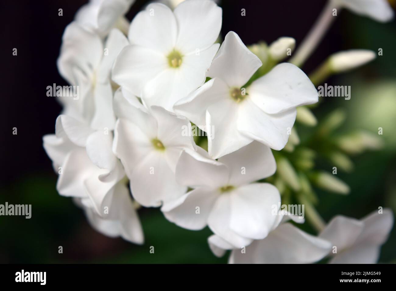 Bright white festive wedding flowers bloom only in summer. Many bright small light phlox growing in the home garden. Stock Photo