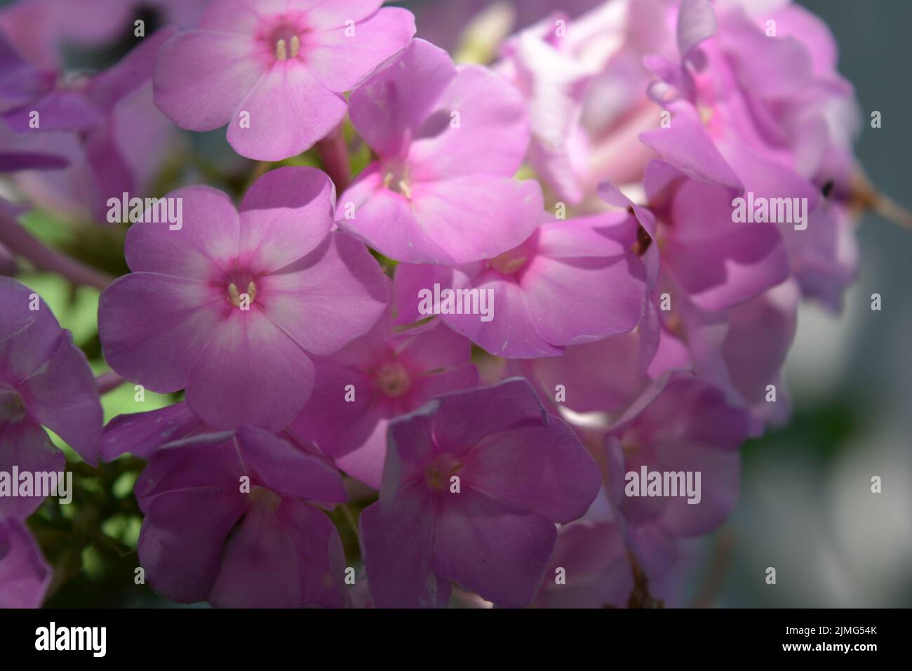 Many bright unforgettable small flowers of crimson, pink, white-pink color illuminated by the sun. Phloxes are the cutest summer flowers blooming. Stock Photo