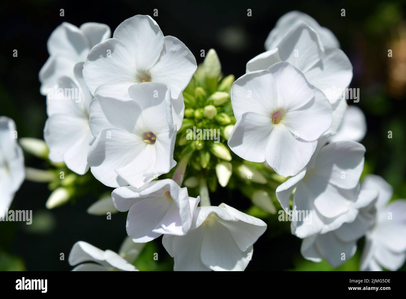 Bright white festive wedding flowers bloom only in summer. Many bright small light phlox growing in the home garden. Stock Photo