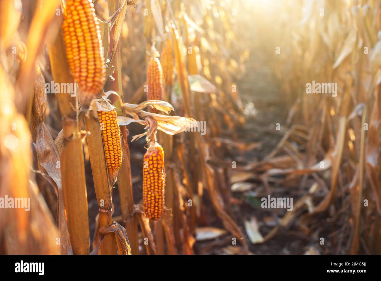 Dry corn stalks with cobs backlit by sun at fields autumn time Stock