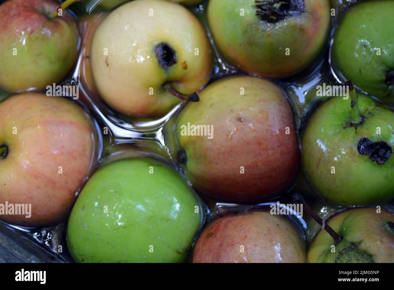 The first juicy small green apples with red, yellow, dark spots float in clear water. Young apples fell off the home apple tree in the month of August Stock Photo
