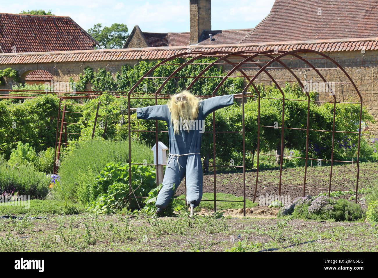 A scary looking scarecrow with long hair and dressed in blue dungarees in the kitchen garden of an old English country manor house Stock Photo