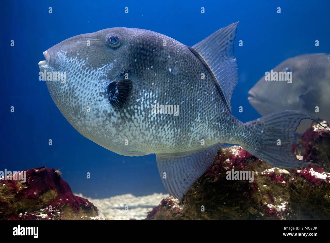 Sea fish under water Stock Photo Alamy