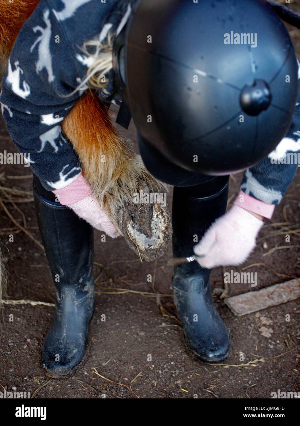 A riding school in a stable. A girl cleaning the hooves of a horse ...