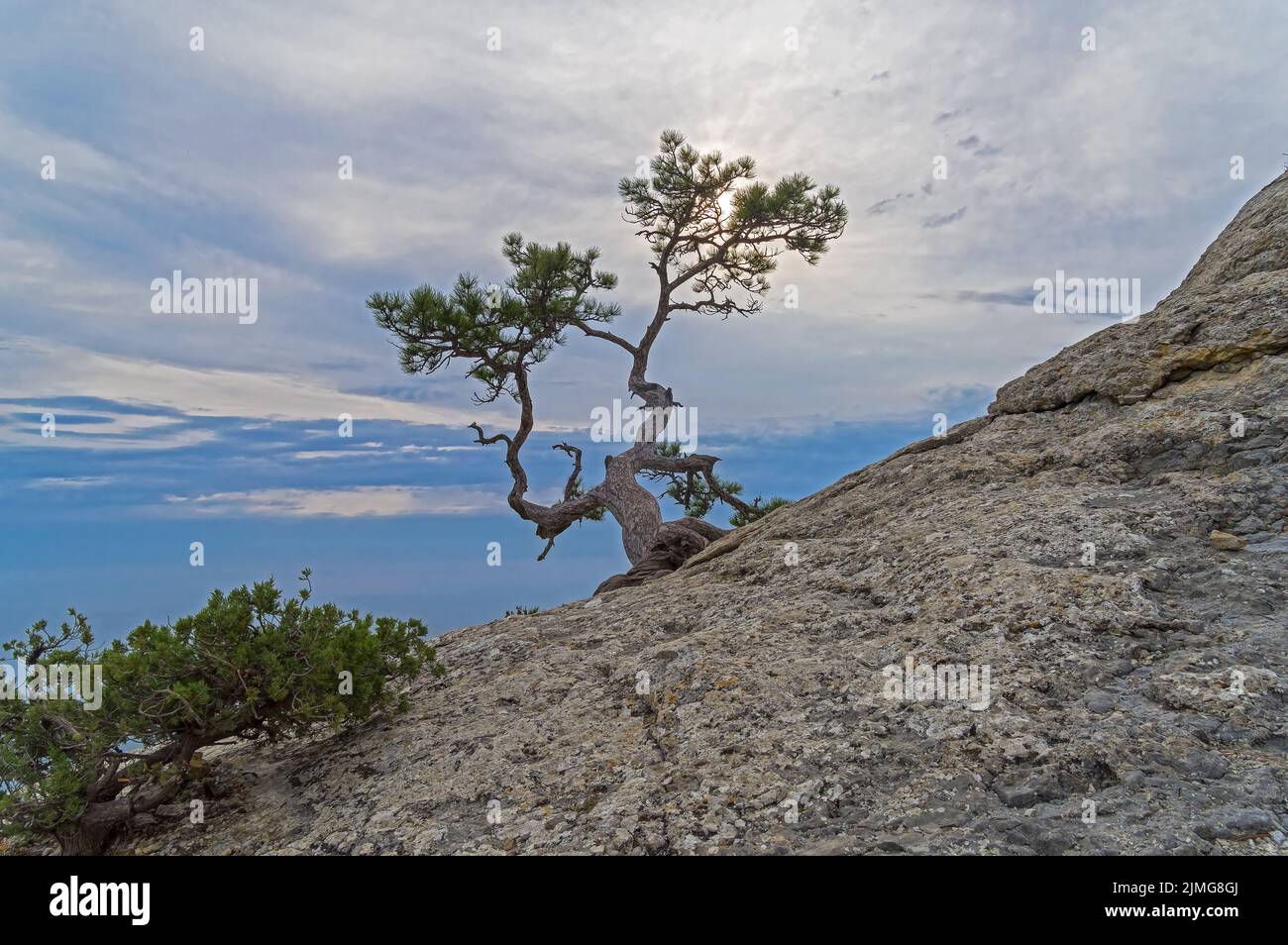 Lonely relict pine on a rock Stock Photo