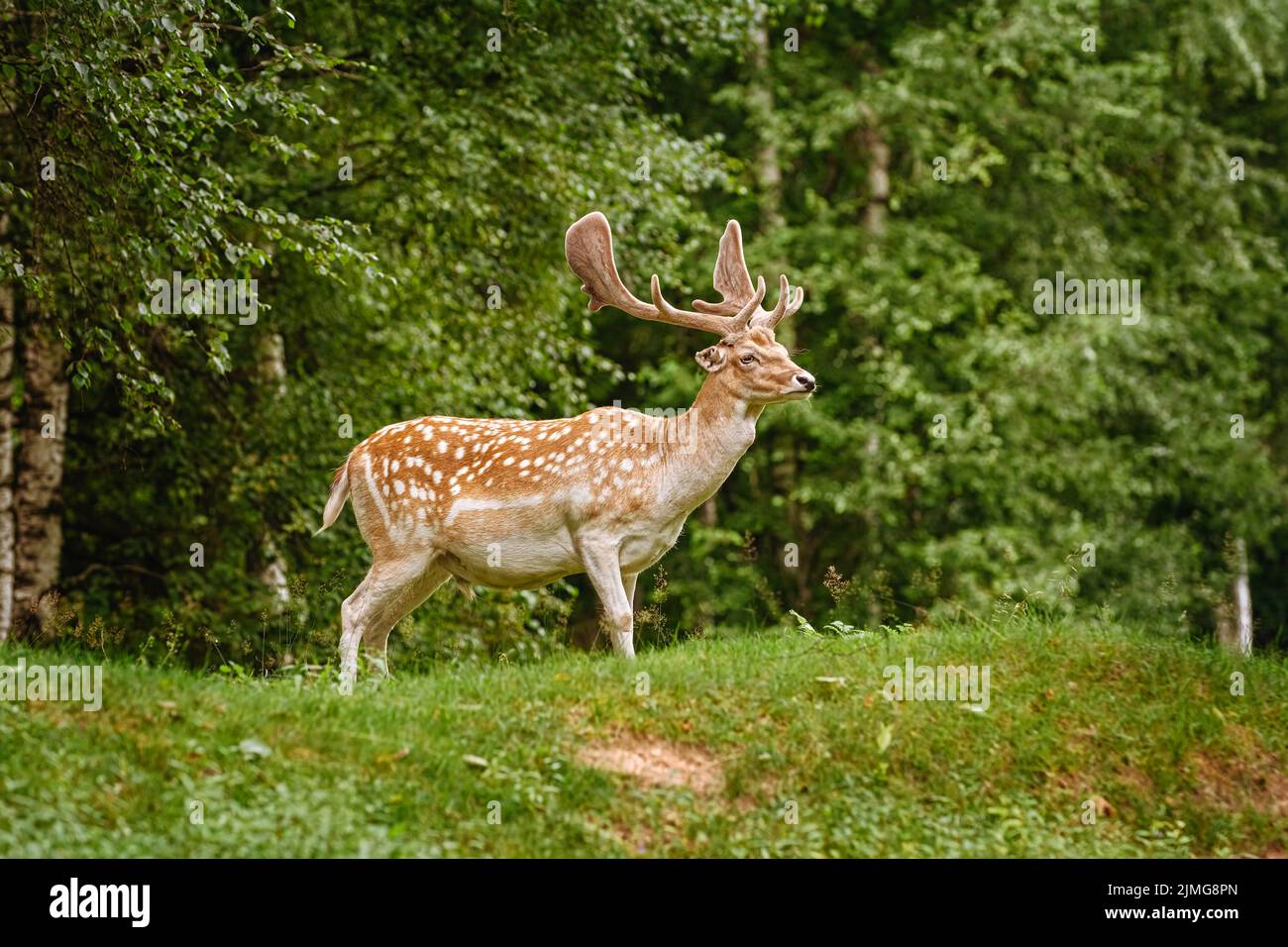 Deers with big horns near the forest Stock Photo