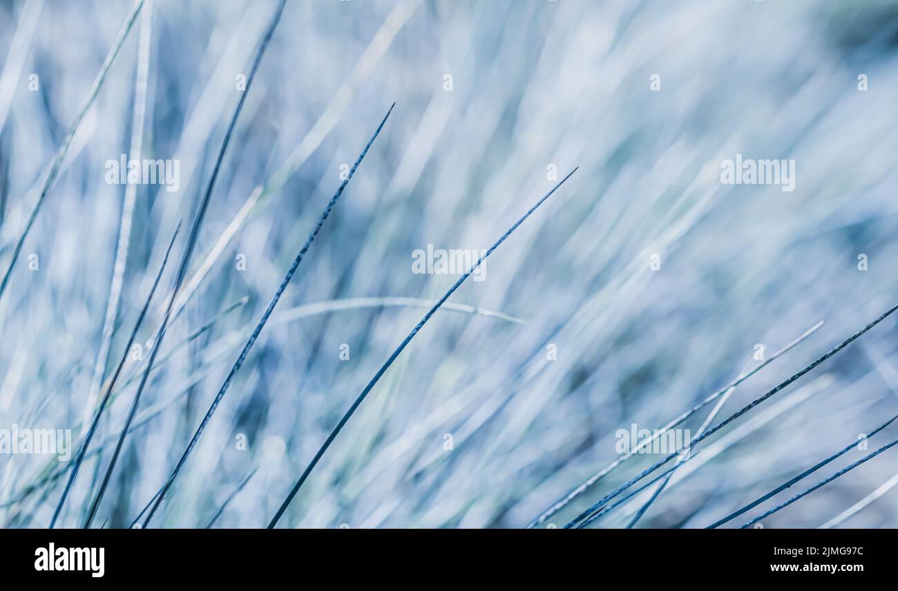 Texture, background, pattern of decorative grass Blue fescue. Blurred natural background Stock Photo